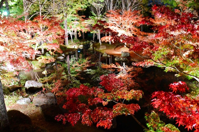 照明で照らされた紅葉が水面に映り、幻想的な雰囲気を醸し出す＝多可町余暇村公園