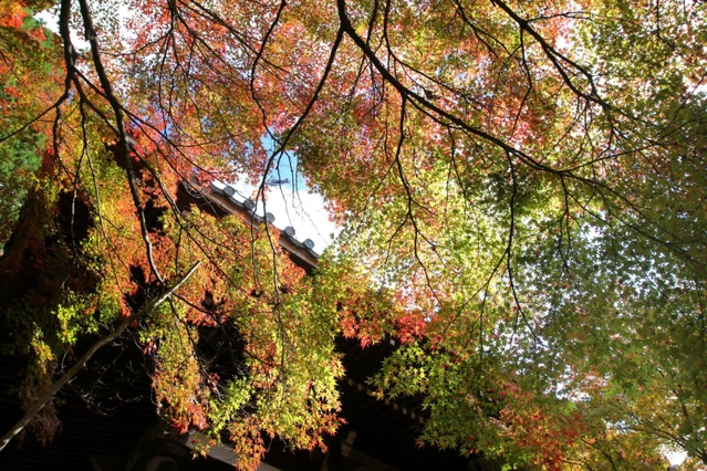 秋の日差しを受けて輝いて見える紅葉＝播州清水寺