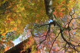 多彩な色の変化が目を引く境内の紅葉＝播州清水寺