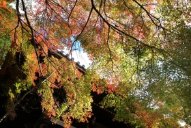 秋の日差しを受けて輝いて見える紅葉＝播州清水寺
