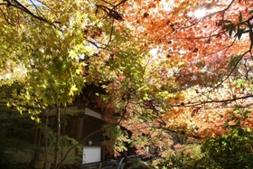 見頃を迎えた境内のモミジ＝播州清水寺