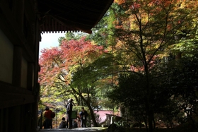 見頃を迎えた境内のモミジ＝播州清水寺