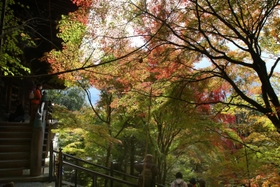 秋の日差しを受けて輝いて見える境内のモミジ＝播州清水寺