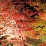 ライトアップされた紅葉のトンネル＝余暇村公園