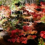 照明で照らされた紅葉が水面に映り、幻想的な雰囲気を醸し出す＝多可町余暇村公園