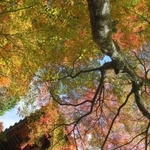 多彩な色の変化が目を引く境内の紅葉＝播州清水寺