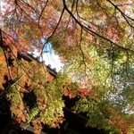 秋の日差しを受けて輝いて見える紅葉＝播州清水寺