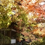見頃を迎えた境内のモミジ＝播州清水寺