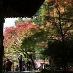 見頃を迎えた境内のモミジ＝播州清水寺
