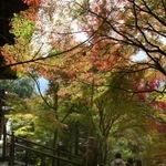 秋の日差しを受けて輝いて見える境内のモミジ＝播州清水寺