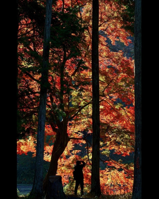 ｒｃｓｈｉｇｅさんの「秋の光陰」（２０２１年１１月２３日、三木市、伽耶院）