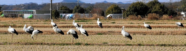 集団で羽を休めるコウノトリ＝２８日午後、小野市高田町と同市鹿野町の境界付近