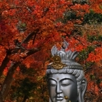ｈａｓｓｙ＿ｈ＿ｎさんの「もみじ巨大仏」（２０２１年１１月２１日、三木市、金剛寺）