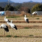集団で羽を休めるコウノトリ＝２８日午後、小野市高田町と同市鹿野町の境界付近