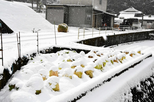 雪の中から顔を出すハクサイ＝多可町加美区箸荷