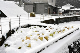 雪の中から顔を出すハクサイ＝多可町加美区箸荷