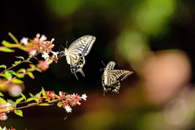 最優秀賞に輝いた前川さおりさんの「甘い香りに誘われて」