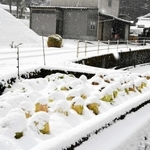 雪の中から顔を出すハクサイ＝多可町加美区箸荷
