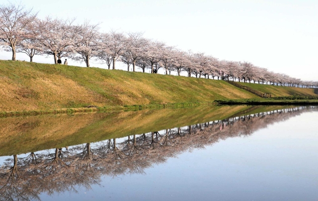 水面にも桜並木。幻想的な「逆さ桜」＝３日午前６時５４分、小野市高田町
