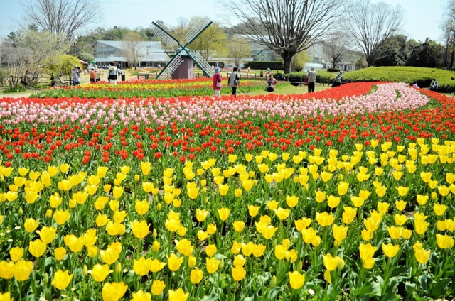 色とりどりの花が咲き誇るチューリップ＝県立フラワーセンター