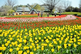 色とりどりの花が咲き誇るチューリップ＝県立フラワーセンター