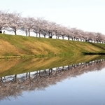 水面にも桜並木。幻想的な「逆さ桜」＝３日午前６時５４分、小野市高田町