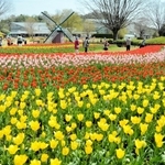 色とりどりの花が咲き誇るチューリップ＝県立フラワーセンター