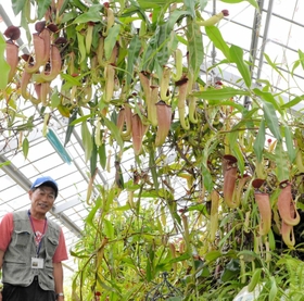 食虫植物「ネペンテス・トランカータ」、世界記録上回る大成長