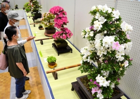 盆栽や鉢…サツキ、風格の20点 加西で愛好家ら展示会 29日まで | 北