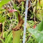 ５３センチに成長したウツボカズラの捕虫袋（県立フラワーセンター提供）
