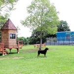 広いドッグラン。ツリーハウスやベンチも備える＝小野市万勝寺町