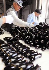つやのあるナスを、品質別に丁寧に並べる生産者ら＝ＪＡみのり加東営農経済センター