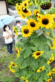 福井さん宅の庭に育った「ひまわりツリー」＝西脇市