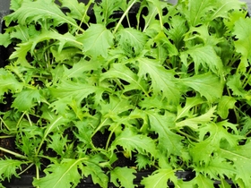 約７０年前の種が発芽し、葉をつけた播州白水菜（農研機構提供）