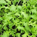 約７０年前の種が発芽し、葉をつけた播州白水菜（農研機構提供）