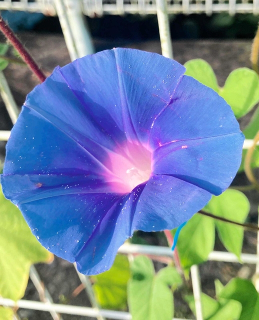 色とりどりの花を咲かせている変化アサガオ＝小野市垂井町
