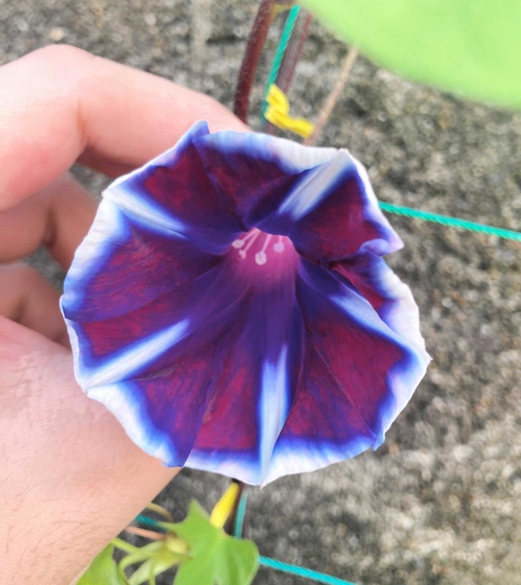 色とりどりの花を咲かせている変化アサガオ＝小野市垂井町