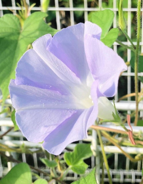 色とりどりの花を咲かせている変化アサガオ＝小野市垂井町