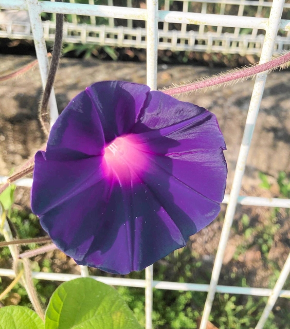 色とりどりの花を咲かせている変化アサガオ＝小野市垂井町