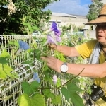 変化アサガオを生育している木下武夫さん＝小野市垂井町