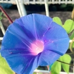 色とりどりの花を咲かせている変化アサガオ＝小野市垂井町