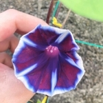 色とりどりの花を咲かせている変化アサガオ＝小野市垂井町