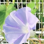 色とりどりの花を咲かせている変化アサガオ＝小野市垂井町
