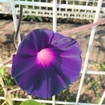 色とりどりの花を咲かせている変化アサガオ＝小野市垂井町