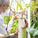 長さ５５・５センチと計測されたネペンテス・トランカータの捕虫袋＝県立フラワーセンター