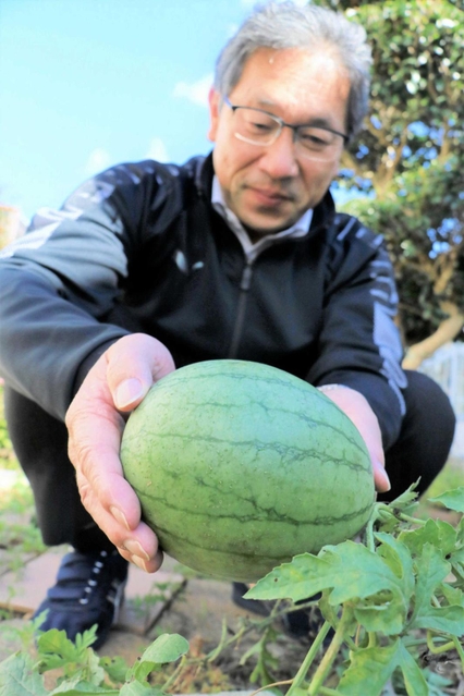 「ど根性スイカ」。校庭ですくすくと育っている＝小野市昭和町