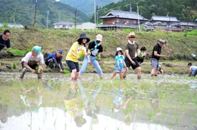 ６月に行われた山田錦の田植え体験会。神戸、阪神間から参加があった＝加西市上万願寺町