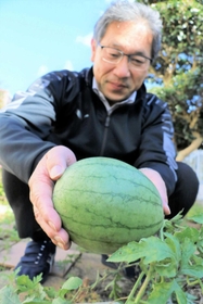 「ど根性スイカ」。校庭ですくすくと育っている＝小野市昭和町