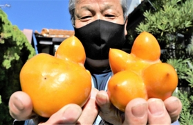 「なんの形に見える？」。奇妙な形の柿の実＝小野市