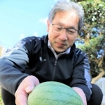 「ど根性スイカ」。校庭ですくすくと育っている＝小野市昭和町